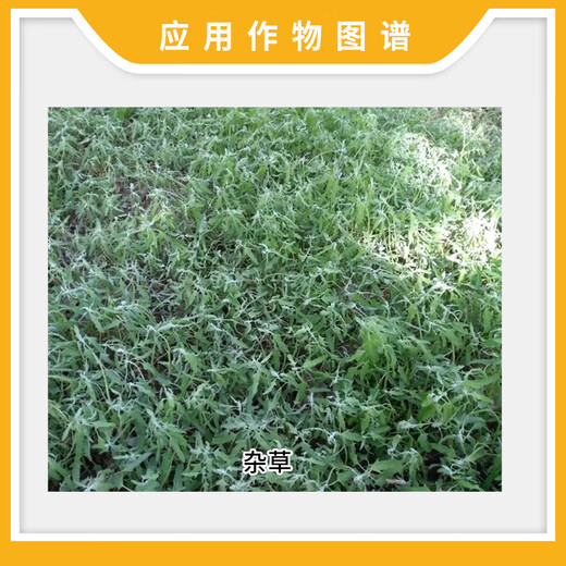 农仔50g10袋 农仔757草甘膦铵盐75.7%除油菜杂草农药除草剂草甘磷68% 50g