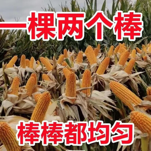 Spot new species Dongdan 509 double national-approved twin short-stem extra-large cob high-yielding corn seed purple stem purple root lodging resistance Big Mac Dongdan 509 whole bag 3.2 Jin Jin equals 0.5 kg per acre red axis long grain lodging resistance drought and pest resistance high temperature