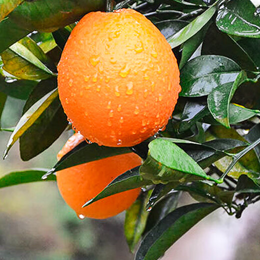 Jingmi Jiangxi Gannan navel orange 5Jin Jin is equal to 0.5kg single fruit 200g+ fresh fruit in season oranges straight from the source