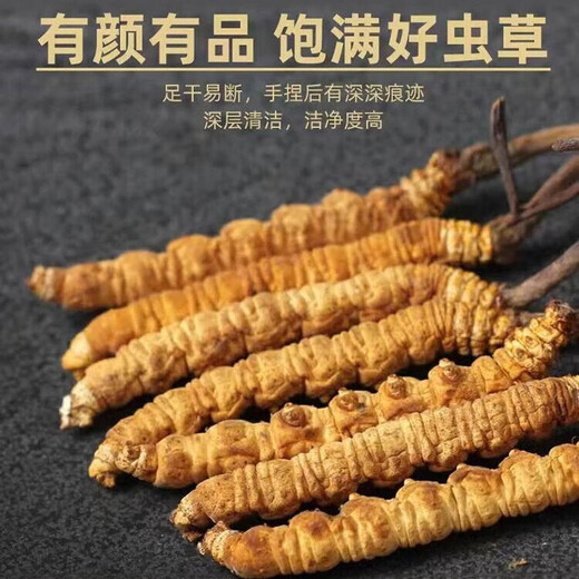 
Cordyceps sinensis, high-altitude cordyceps dry goods in Tibetan areas, nourishing gift boxes, 3 sticks per gram, 40 sticks gift boxes