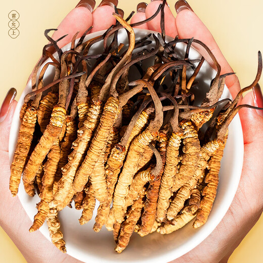 Lei Yunshang Wild Cordyceps 4 Wurzeln/G 7g ungefähr 28 Wurzeln Tibet Nagqu Cordyceps Geschenkbox High-End-Tonikum