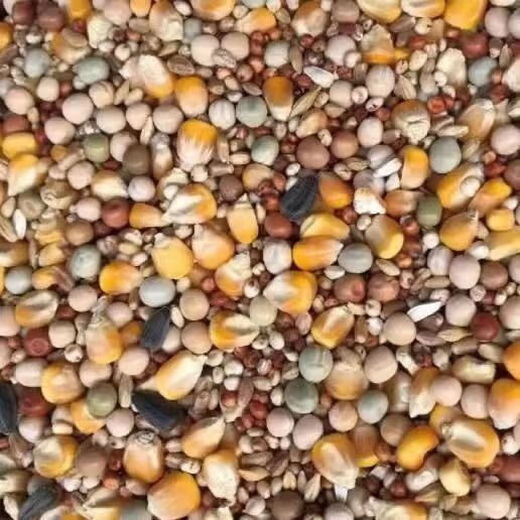 New pigeon food nutrition contains corn 10kg bird food homing pigeon white adult young pigeon ornamental pigeon corn-free pigeon food 5Jin Jin is equal to 0.5 kg