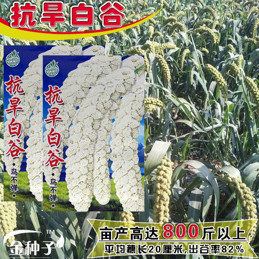 Millet, red millet seed, small fragrant rice, upland rice seed, fragrant and glutinous high-yielding field, black grain and white grain seed, drought-resistant white grain/100g white grain white rice