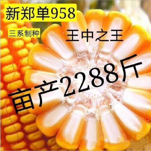 Zhengdan 958 National Approval High Yield Corn Seed Zhengdan 958 Daquan Big Stick White Shaft Resistant to Lodging and Drought Resistance Short Stem Bract National Approval Zhengdan 958 (High Yield + Stable Yield) Original 3 Jin Jin equal to 0.5 kg