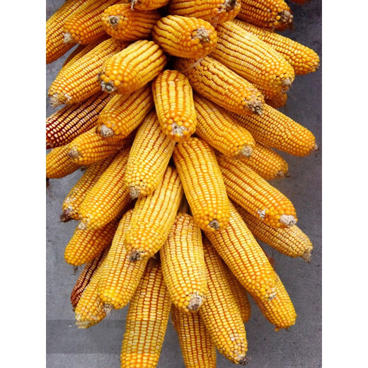 Dandong Liangyu 99 corn seeds National high-yield field early ripening stick miscellaneous Dongdan 1331 corn Good days 7384300 grains Original good days 738