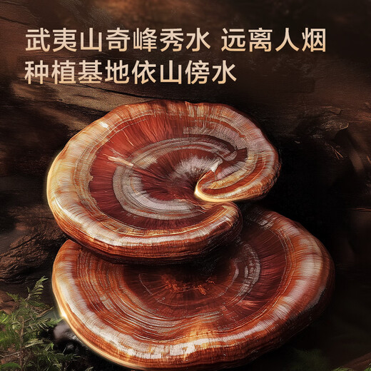 Made in Jingdong, 50 Stücke Ganoderma lucidum sporepulverkapseln, Ganoderma lucidum verbessert die Immunität und gibt Eltern und Ältesten Vatertagsgeschenk