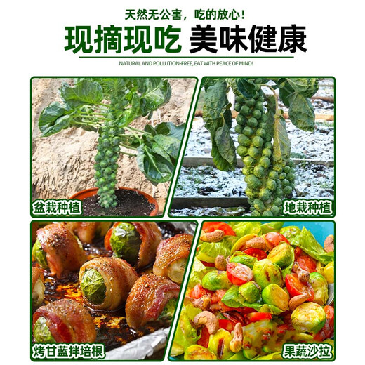 Spore cabbage seedlings, beef heart and collard brussel sprouts, purple cabbage seeds, cabbage seedlings, cabbage seedlings, tropical soil resistant, 6 spore cabbage seedlings