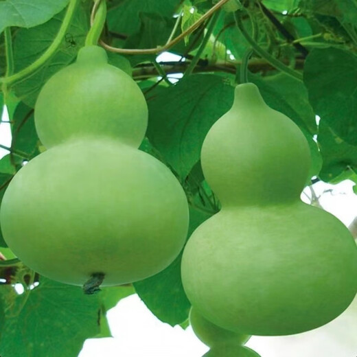 Treasure gourd seeds edible vegetable gourd vegetable seeds spring planting large gourd seeds flower seeds easy to grow in spring treasure gourd seeds - new species of the season original pack of about 11 seeds -