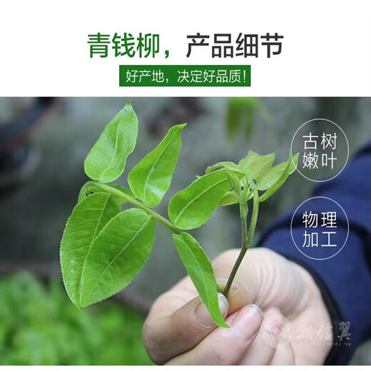 Yang Yuqingtang Té Qingqianliu cultivado en la naturaleza auténticos brotes de té Qingqianliu sin azúcar Qianqianliu grado especial Zhangjiajie hojas originales hojas jóvenes paquete de prueba de 50 g