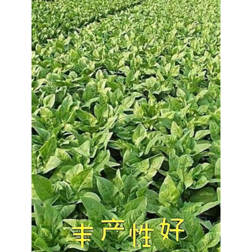 Lettuce seedlings, red lettuce seedlings, lettuce seedlings, family balcony open field, high-yielding autumn and winter cold-resistant vegetable seedlings, 10 red lettuce seedlings