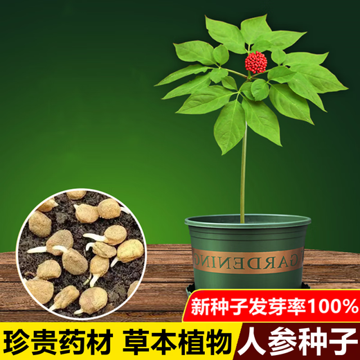 Changbai Mountain ginseng seeds, wild ginseng seeds, easy to grow Chinese medicinal materials in all seasons, easy to live indoor flower pots, ginseng seeds, shipped without buds, big sale, 3 bags selected, about 156 capsules