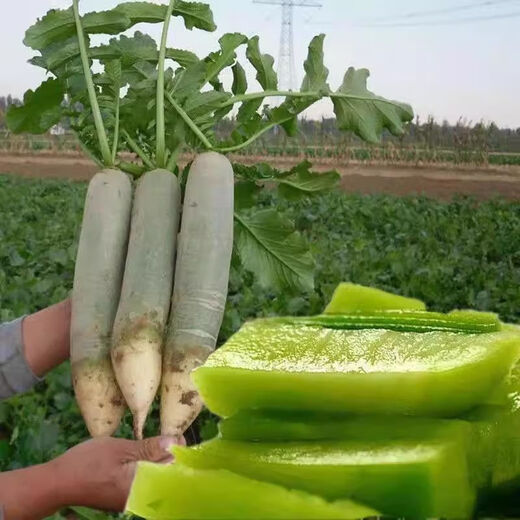 Newly planted this year, Shawo green-skinned fruit radish seeds, rock sugar heart radish seeds, cold-resistant garden planting, new seeds good germination, 8 packs, about 2400 seeds