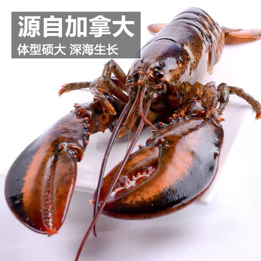 海泽鲜 帝王蟹礼盒生鲜大礼包 波士顿龙虾高档海鲜礼盒 重约8-9斤（帝王蟹礼盒1098款）