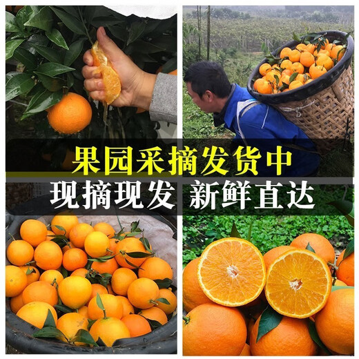 思绮四川爱媛38号果冻橙手剥甜桔子新鲜水果柑橘水果送礼盒 严选9斤品质果【18-22枚】净重8斤