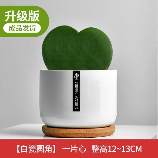 Cactus potted cactus, Wan Zhong Mountain, succulent flowers and green plants, easy to maintain and easy to live, desktop decorations in the office, 1 small original pot of original soil (Wan Zhong Mountain). If you have pot soil at home, you can buy it. Contains a pot.