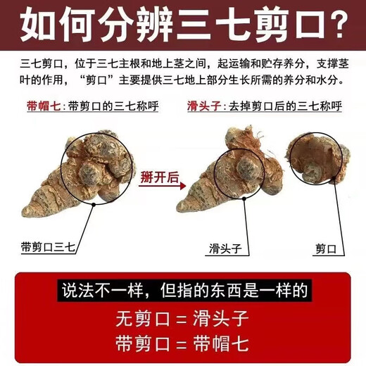 
Chen Dingqi Panax notoginseng Yunnan Wenshan Chun Panax notoginseng Chinese herbal medicine 20 heads 10 heads without cuts Tian Qi Sanqi head [Selected 16 heads 16-500g new products for the season]