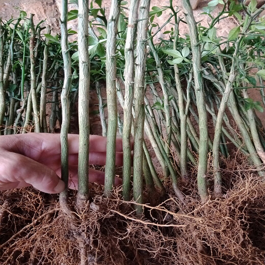 Citrus aurantium seedlings, wolfberry seedlings, fences, fences, fences, citrus aurantium seedlings, shell seedlings, small seedlings, large seedlings, citrus aurantium seedlings, 0.8/1 cm thick, 100 trees