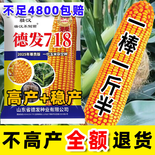 2025 New Corn Seed Collection, High Yield, Low Stem, Lodging Resistance, Academy of Agricultural Sciences, Disease Resistant Grain and Feed Dual-Purpose Bract Seeds, Defa 718 Original Factory