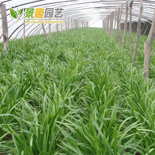 791雪韭王抗病速长香白根不休眠宽韭菜蔬菜种子阳台菜园四季种籽 719大叶韭菜种子 精品种子：1包(约500粒)