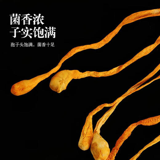 Pflanzenfest Cordyceps Blüten Trockenwaren ohne additive Cordyceps Suppe Material Suppe Material Packung Spezielle Werbespot 250 g [2 Dosen] 1 Gramm Safran + 26 g Cordyceps Blume