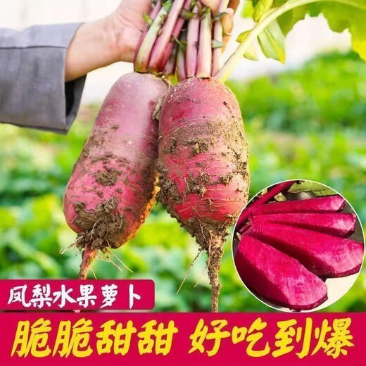 Pineapple fruit radish seeds ~ red radish rouge radish seeds four seasons seeds garden vegetables pineapple radish 2 packs 500 capsules