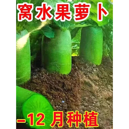 Newly planted this year, Shawo green-skinned fruit radish seeds, rock sugar heart radish seeds, cold-resistant garden planting, new seeds good germination, 8 packs, about 2400 seeds
