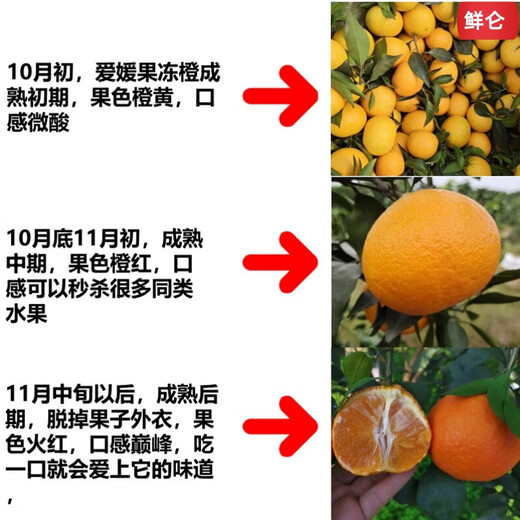 Jingdida Sichuan Ehime No. 38 jelly orange, net weight 9Jin Jin is equal to 0.5kg, gift box with 16 large fruits, straight from the source