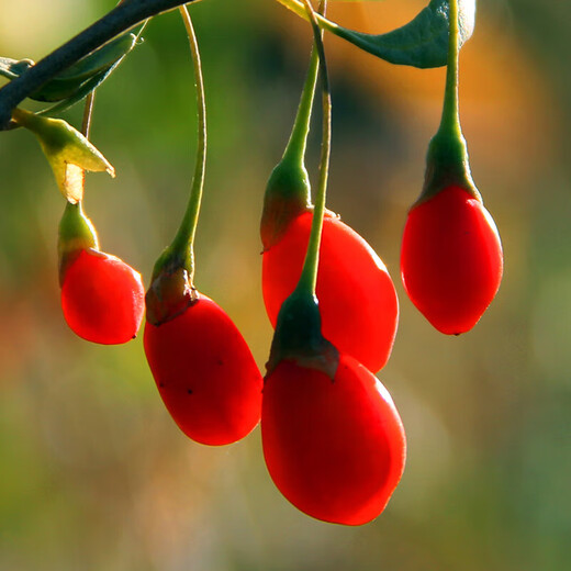 
Beijing Tongrentang authentic wolfberry Ningxia special grade wolfberry Zhongning red wolfberry New product wolfberry 250g (1 can)