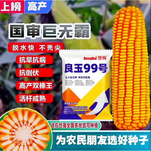 New species in stock original Liangyu 99 corn seed disease resistance and temperature tolerance Shandong Denghai Liangyu 99 hardcore corn big cob New species Denghai Liangyu 99 3.8 Jin Jin is equal to 0.5 kg or so x1 bag