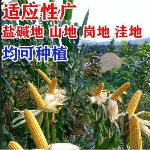 New species double national review original Zhongkeyu 505 corn seeds are resistant to lodging and insects. It is good to sow low-stem big stick seeds in spring and summer. New species original Zhongkeyu 505 4200 grains x1-pack