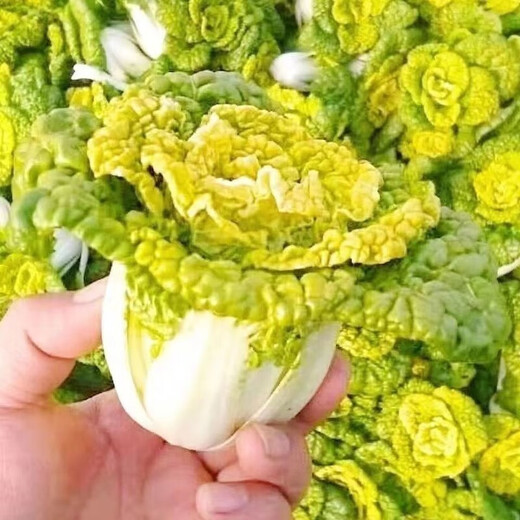 Huangxinwutaicai seedlings, chrysanthemum and cabbage seedlings, potted garden garden fields, easy to grow four-season vegetable seedlings, 60 Huangxinwutaicai plants