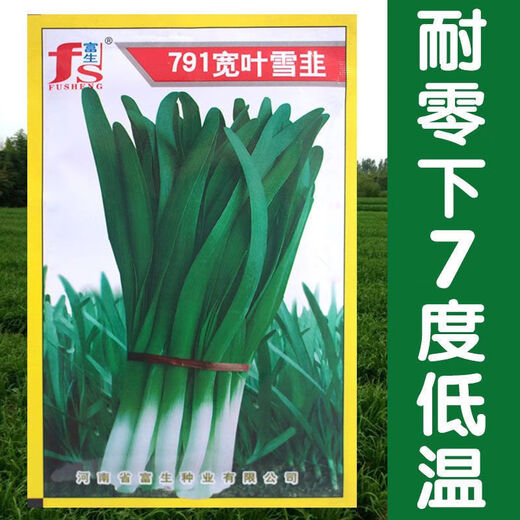 791雪韭王抗病速长香白根不休眠宽韭菜蔬菜种子阳台菜园四季种籽 719大叶韭菜种子 精品种子：1包(约500粒)