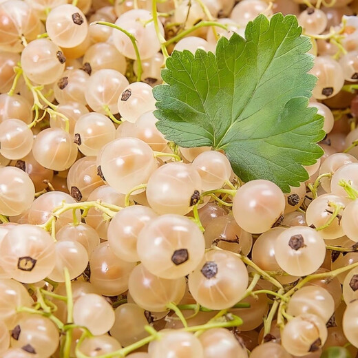 Currant Seeds Gooseberry Tree Potted Fruit Berry Seeds Patio Balcony Red Currant Seeds Selected 1 Pack of 100 Capsules