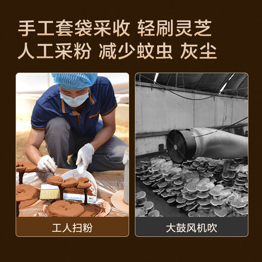 Made in Jingdong, 50 Stücke Ganoderma lucidum sporepulverkapseln, Ganoderma lucidum verbessert die Immunität und gibt Eltern und Ältesten Vatertagsgeschenk