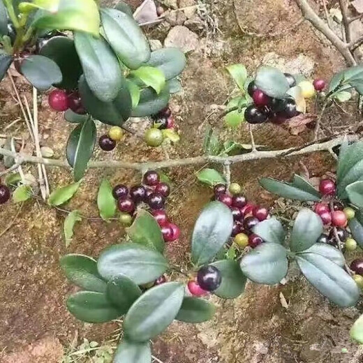 Sour Vine Seeds, also known as Sour Vine Climbing Shrubs, Perennial Vine Trees, Wild Fruit Seeds, Sour Vine Seeds 100 Tablets + Fertilizer