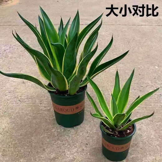 秋颖金边龙舌兰盆栽 多肉植物 虎皮兰绿植花卉好养 金边龙舌兰一颗高18-20CM左右 原土发货（耐旱植物易养活）