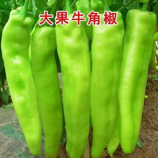 Large-fruited horn pepper seeds for field planting vegetable seeds in spring and autumn, high yield and early maturing pepper seeds, garden vegetable seeds, horn pepper seeds, about 800 seeds, 2 packs