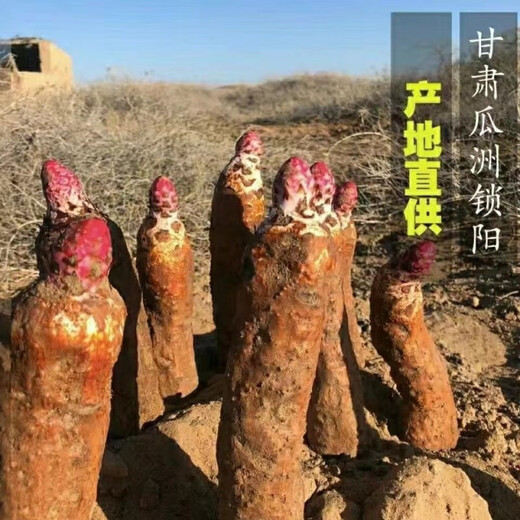 Cynomorium seeds, Cynomorium seeds, Epimedium seeds, Cuscuta seeds, Cynomorium seeds 200 capsules + rooting fertilizer