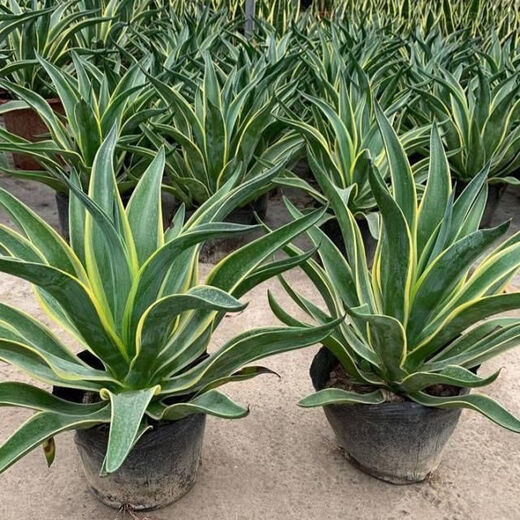 秋颖金边龙舌兰盆栽 多肉植物 虎皮兰绿植花卉好养 金边龙舌兰一颗高18-20CM左右 原土发货（耐旱植物易养活）
