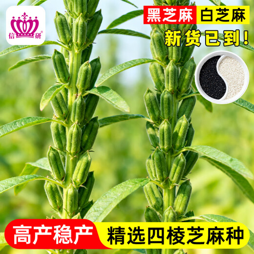 Xinyan high-yielding sesame seeds, four-sided, high-oil, multi-resistant black and white sesame seeds planted in farm fields, spring and summer four-season vegetable seeds, high-yielding black sesame seeds, gold-grade black sesame seeds, 30g*1 bag