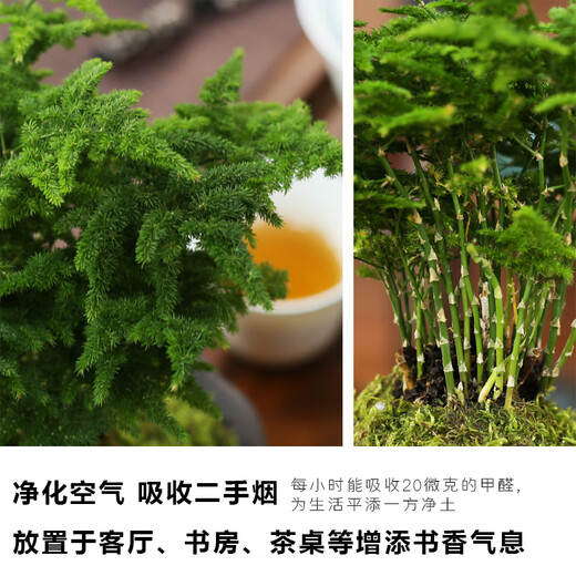 
Tangshan Yunsong is authentic Tangshan dwarf literary bamboo office is easy to raise green potted desktop bonsai with potted plants 12023 Original pot Tangshan Yunsong 5-year-old bonsai