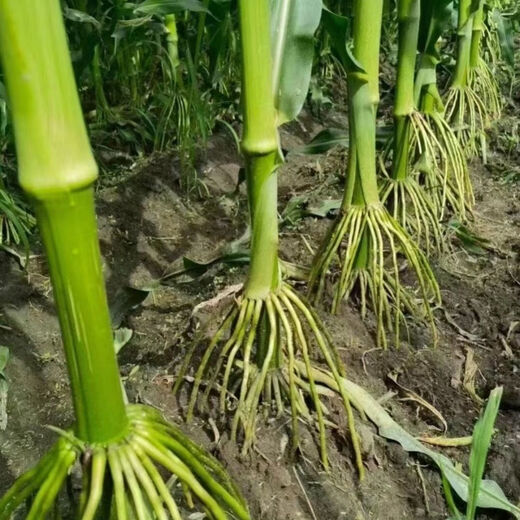 Suiyiman Jingke 968 high-yielding corn seeds, short stems and big sticks, drought-resistant and high-temperature resistant purple gold version white shaft corn seeds purple gold version original 4000 grains 2 bags