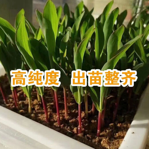 Suiyiman Jingke 968 high-yielding corn seeds, short stems and big sticks, drought-resistant and high-temperature resistant purple gold version white shaft corn seeds purple gold version original 4000 grains 2 bags