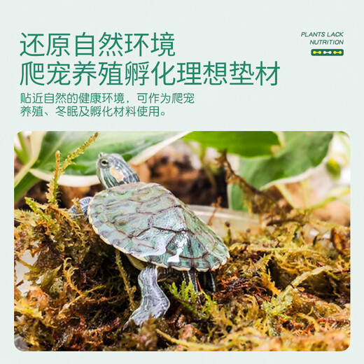 Stanley's special dry sphagnum moss Phalaenopsis special nutritional earth orchid oncidium dry moss climbing pet turtle mat