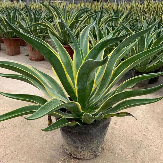 秋颖金边龙舌兰盆栽 多肉植物 虎皮兰绿植花卉好养 金边龙舌兰一颗高18-20CM左右 原土发货（耐旱植物易养活）