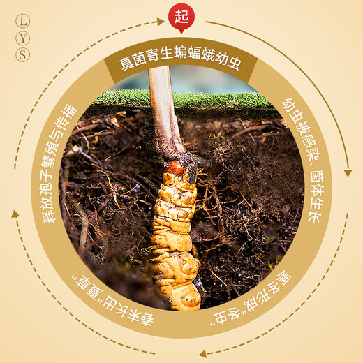 5 Wild Cordyceps sinensis auf Lei yunshang/g 15g etwa 75 Tibet Nagqu Cordyceps Geschenkbox Geschäftsgeschenk
