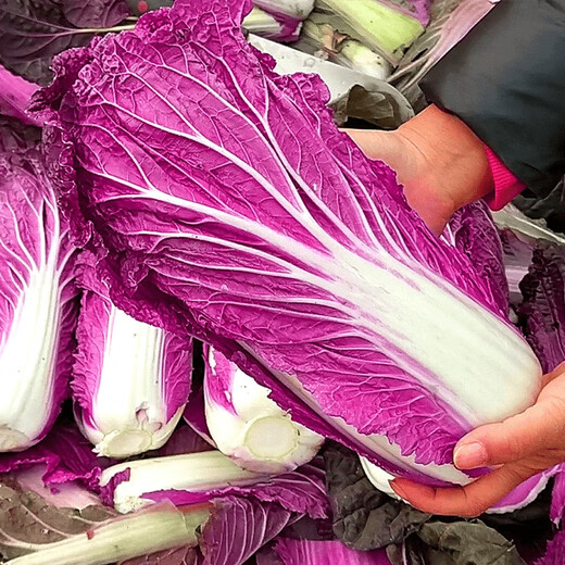 Qiuying Purple Cabbage Seeds Purple Beauty Chinese Cabbage Seeds High Yield Four Seasons Spring and Autumn Vegetable Seeds Easy to Grow and Delicious Purple Cabbage Seeds 1 Pack