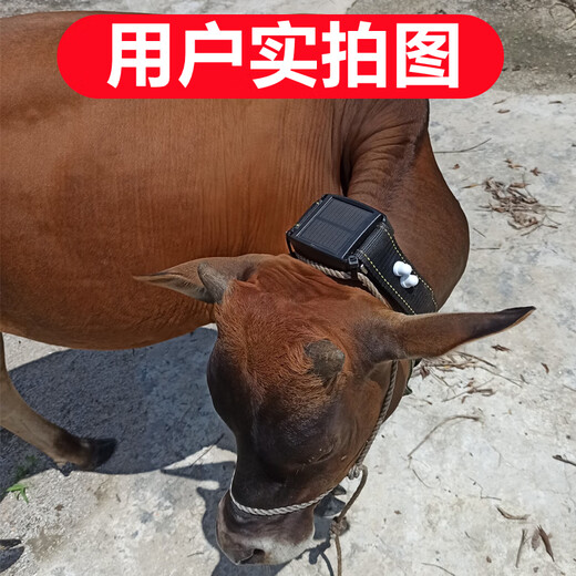 Hayi cattle and sheep locator GPS Beidou satellite mountain grazing horse animals livestock remote tracking anti-lost artifact j 4G mountain sheep price 17,000 anti-fall + wear-resistant + anti-offline + anti-cold source factory + quality assurance