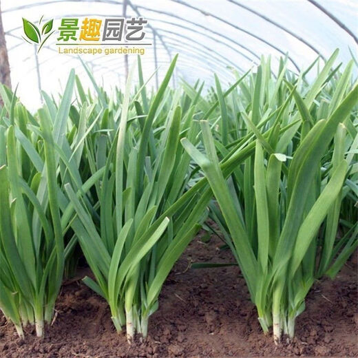 791雪韭王抗病速长香白根不休眠宽韭菜蔬菜种子阳台菜园四季种籽 719大叶韭菜种子 精品种子：1包(约500粒)
