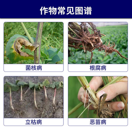 Syngenta Shilox 25g/L Fludioxonil Watermelon Fusarium Wilt Botrytis Sclerotinia Fungicide Seed Coating 100ml*1 Bottle